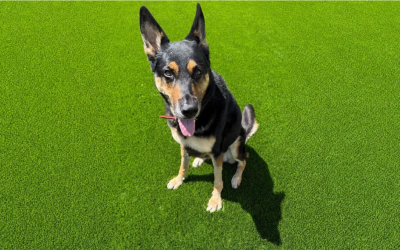Vets Called It The Worst Poisoning Case They’d Ever Seen… But She Beat The Odds!